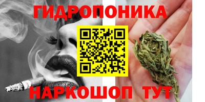 крисы Кингисепп